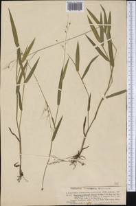 Panicum leibergii (Vasey) Scribn., Америка (AMER) (США)