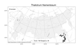 Thalictrum filamentosum, Василисник нитчатый Maxim., Атлас флоры России (FLORUS) (Россия)