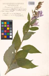 Колокольчик широколистный L., Восточная Европа, Центральный район (E4) (Россия)