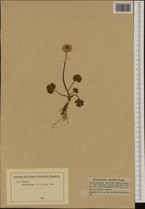 Ranunculus alpestris L., Западная Европа (EUR) (Австрия)