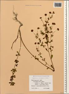 Lotus herbaceus (Vill.) Jauzein, Кавказ, Черноморское побережье (от Новороссийска до Адлера) (K3) (Россия)