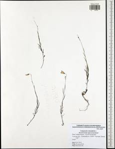 Колокольчик круглолистный L., Восточная Европа, Центральный район (E4) (Россия)