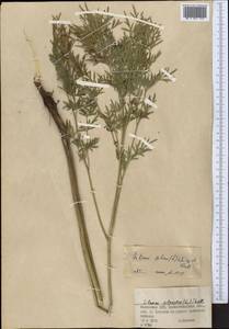 Морковник обыкновенный (L.) Schinz & Thell., Средняя Азия и Казахстан, Муюнкумы, Прибалхашье и Бетпак-Дала (M9) (Казахстан)