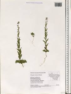 Истод хохлатый Schkuhr, Восточная Европа, Центральный район (E4) (Россия)