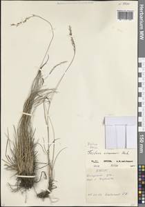Овсяница разноцветная Haenke, Кавказ, Северная Осетия, Ингушетия и Чечня (K1c) (Россия)