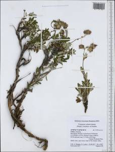 Farinopsis salesoviana (Steph.) Chrtek & Soják, Зарубежная Азия (ASIA) (КНР)