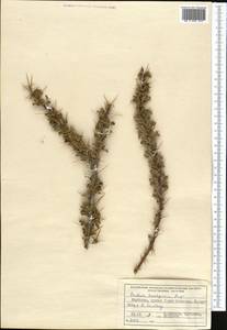 Berberis ulicina Hook. fil. & Thomson, Средняя Азия и Казахстан, Северный и Центральный Тянь-Шань (M4) (Киргизия)