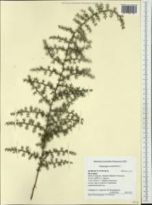Asparagus acutifolius L., Западная Европа (EUR) (Болгария)