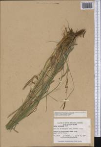 Carex kelloggii var. kelloggii, Америка (AMER) (Канада)