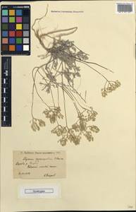 Odontarrhena tortuosa subsp. cretacea (Kotov) Spaniel, Al-Shehbaz & Marhold, Восточная Европа, Нижневолжский район (E9) (Россия)
