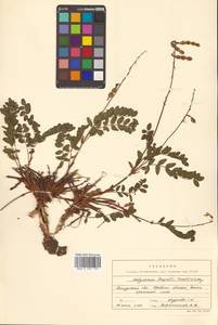 Копеечник копеечниковый (L.) Schinz & Thell., Сибирь, Дальний Восток (S6) (Россия)