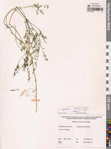 Хохлатка сибирская (L.fil.) Pers., Сибирь, Чукотка и Камчатка (S7) (Россия)