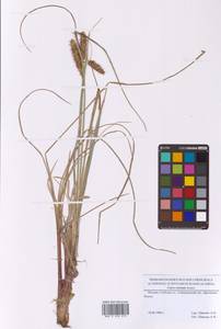 Осока носатая Stokes, Восточная Европа, Московская область и Москва (E4a) (Россия)