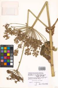 Борщевик Мантегацци Sommier & Levier, Восточная Европа, Московская область и Москва (E4a) (Россия)