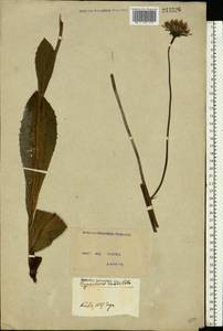 Trommsdorffia maculata (L.) Bernh., Восточная Европа, Северо-Украинский район (E11) (Украина)