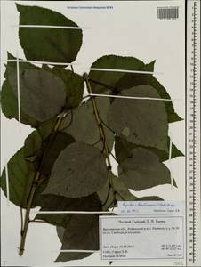 Populus ×berolinensis K. Koch, Восточная Европа, Центральный лесной район (E5) (Россия)