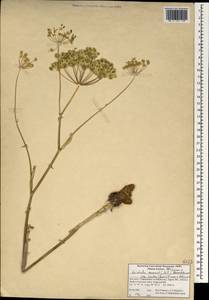 Leiotulus secacul (Mill.) Pimenov & Ostr., Зарубежная Азия (ASIA) (Иран)