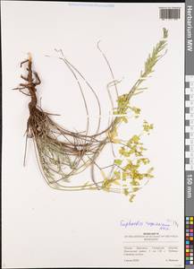 Молочай Сегье Neck., Восточная Европа, Средневолжский район (E8) (Россия)