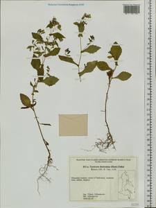 Crepidiastrum denticulatum subsp. denticulatum, Сибирь, Дальний Восток (S6) (Россия)