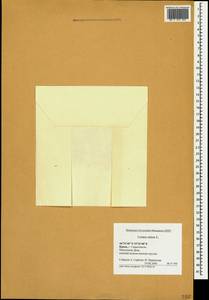 Ряска малая L., Крым (KRYM) (Россия)