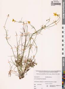 Ranunculus arcticus Richardson, Сибирь, Чукотка и Камчатка (S7) (Россия)