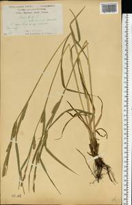 Осока мохнатая, Осока коротковолосистая L., Восточная Европа, Центральный лесостепной район (E6) (Россия)