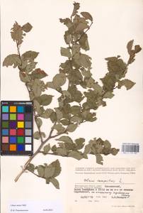 Вяз малый Mill., Восточная Европа, Нижневолжский район (E9) (Россия)