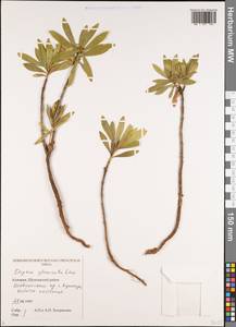 Волчеягодник сборный Lam., Кавказ, Грузия (K4) (Грузия)