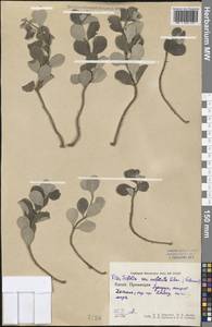 Vitex rotundifolia L.f., Зарубежная Азия (ASIA) (КНР)