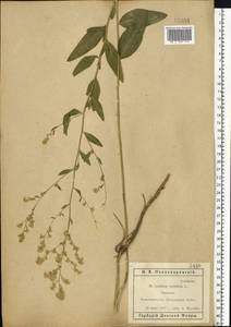 Клоповник широколистный L., Восточная Европа, Ростовская область (E12a) (Россия)