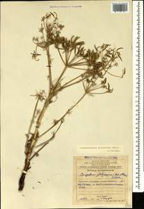 Caropodium platycarpum (Boiss. & Hausskn.) Schischk., Кавказ, Азербайджан (K6) (Азербайджан)