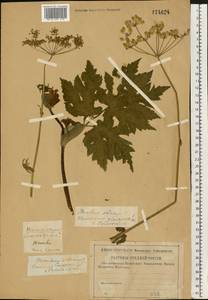 Heracleum sphondylium subsp. sibiricum (L.) Simonk., Восточная Европа, Западный район (E3) (Россия)