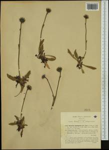 Hieracium piliferum subsp. fuliginatum (Huter & Gander ex Nägeli & Peter) Greuter, Западная Европа (EUR) (Италия)