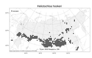 Helictochloa hookeri (Scribn.) Romero Zarco, Атлас флоры России (FLORUS) (Россия)