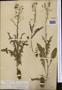 Lactuca soongarica Regel, Средняя Азия и Казахстан, Северный и Центральный Тянь-Шань (M4) (Казахстан)
