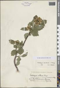 Crataegus pinnatifidus var. major N. E. Br., Средняя Азия и Казахстан, Прикаспийский Устюрт и Северное Приаралье (M8) (Казахстан)