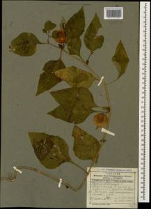 Alkekengi officinarum Moench, Кавказ, Дагестан (K2) (Россия)