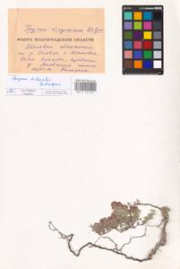 MHA 0 156 950, Thymus didukhii V.M.Ostapko, Восточная Европа, Нижневолжский район (E9) (Россия)