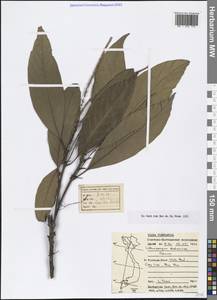 Lithocarpus balansae (Drake) A.Camus, Зарубежная Азия (ASIA) (Вьетнам)