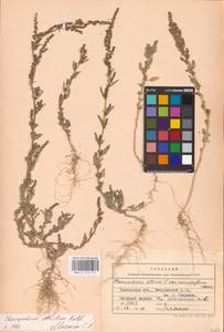 Chenopodium betaceum Andrz., Восточная Европа, Центральный лесостепной район (E6) (Россия)