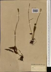 Змеевик живородящий, Горец живородящий (L.) Delarbre, Монголия (MONG) (Монголия)