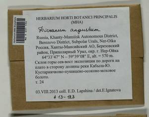 Dicranum angustum Lindb., Гербарий мохообразных, Мхи - Западная Сибирь (включая Алтай) (B15) (Россия)