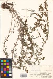 Galium verum × humifusum, Восточная Европа, Нижневолжский район (E9) (Россия)