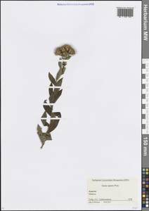 Pentanema asperum (Poir.) G.V.Boiko & Korniy., Кавказ, Краснодарский край и Адыгея (K1a) (Россия)