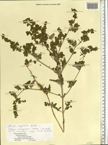 Лебеда стрелолистная, Лебеда лоснящаяся Borkh., Восточная Европа, Нижневолжский район (E9) (Россия)