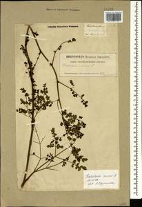 Bасилисник малый L., Кавказ, Грузия (K4) (Грузия)
