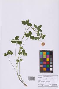 Клевер гибридный L., Восточная Европа, Московская область и Москва (E4a) (Россия)