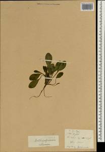 Bothriospermum zeylanicum (J. Jacq.) Druce, Зарубежная Азия (ASIA) (КНР)