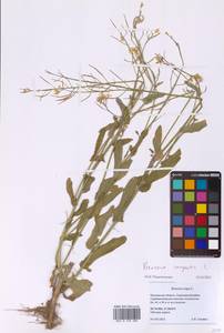 Brassica rapa subsp. sylvestris (L.) Janch., Восточная Европа, Московская область и Москва (E4a) (Россия)