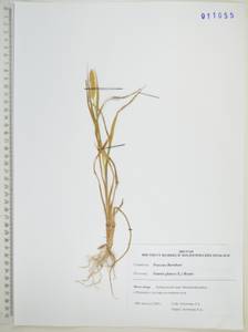 Щетинник сизый, Щетинник малый (Poir.) Roem. & Schult., Сибирь, Дальний Восток (S6) (Россия)
